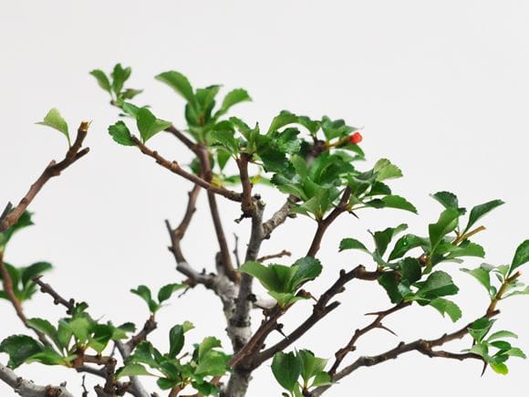 枝振りの良い特選長寿梅 金彩丸鉢の盆栽を販売｜入門は盆栽妙 – 盆栽妙