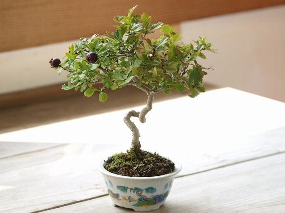 白さんざし 1点もの No.4の盆栽を販売｜ギフトを贈るなら盆栽妙 – 盆栽
