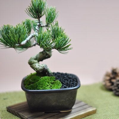 激安 お試し盆栽 五葉松