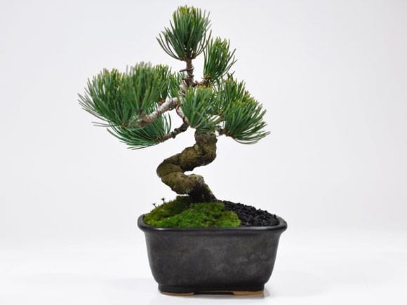 激安 お試し盆栽 五葉松