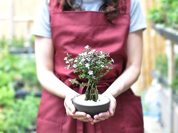 香丁木 (紅鳥花)