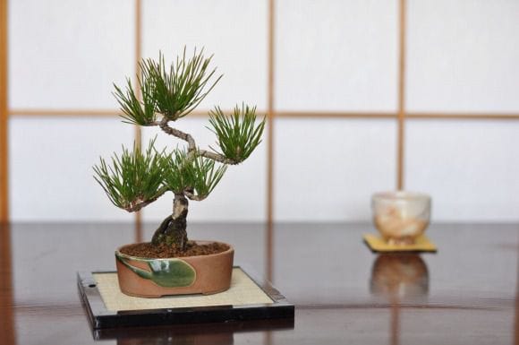 黒松　瀬戸焼小鉢