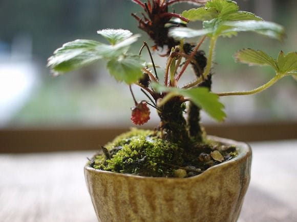 四季なりいちご 1点もの No.50 1点もの No.50の盆栽を販売｜父の日