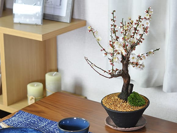 白梅 すり鉢の盆栽を販売｜はじめる専門店 盆栽妙 – 盆栽妙 本店