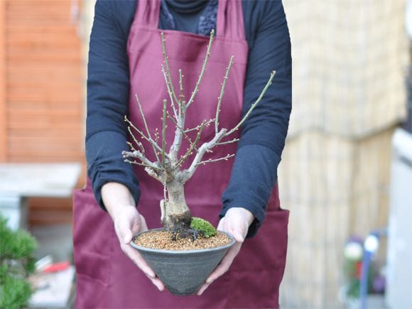 梅 盆栽　白梅 白梅 すり鉢の盆栽を販売｜はじめる専門店 盆栽妙 – 盆栽妙 本店