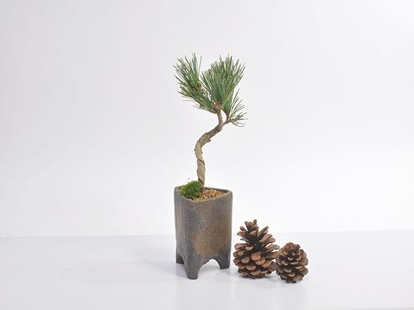 ミニ五葉松のはがね焼きモダン三角鉢の盆栽を販売｜入門は盆栽妙