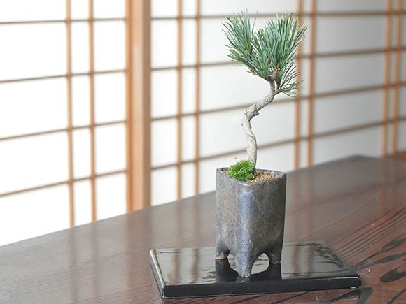 老舗ミニ最高峰五つ星お花5点美品 約8gx5計42g超得！ 楽天市場】盆栽 別格 樹形美 曲幹 樹齢5年 ブランド五葉松 ミニ