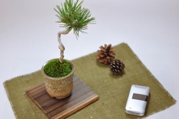 盆栽 黒松 クロマツ | 【公式EC】BONSAI IKUMA