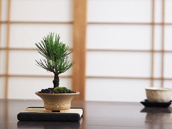 黒松 瑞宝