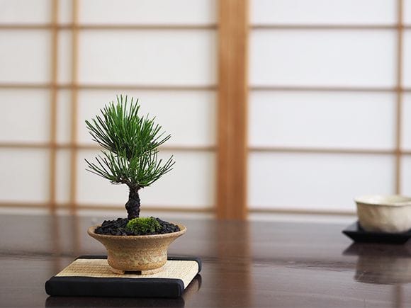 黒松 瑞宝