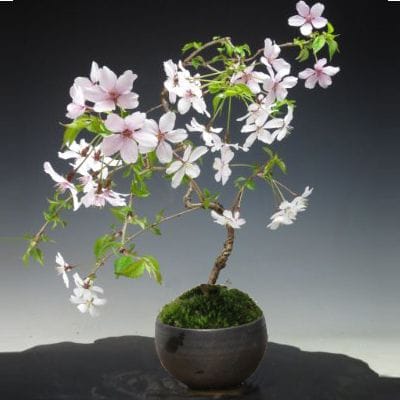 豆桜