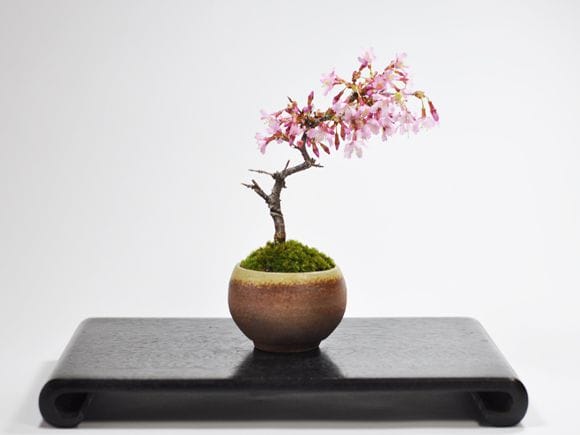 サクラ盆栽 野生の黒桜の盆栽の種子：日本のサクラ - Etsy 日本