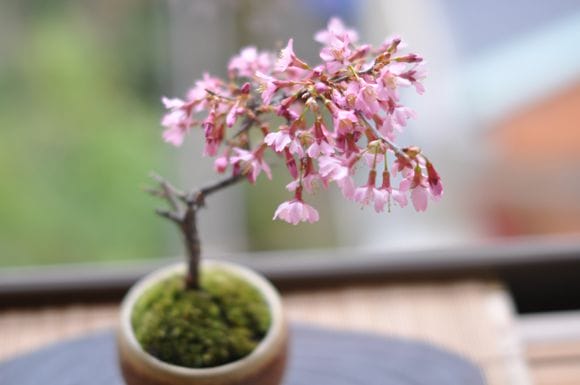 豆桜