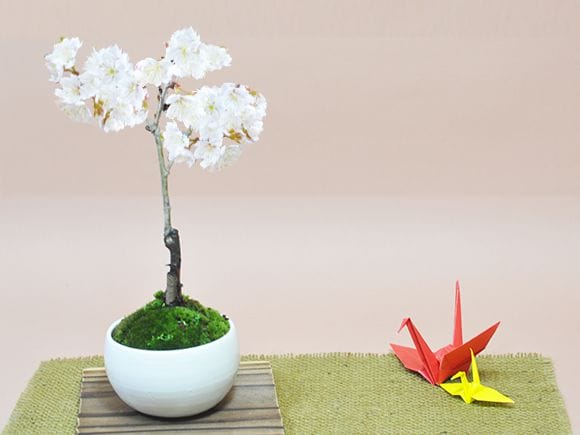専用 さくらんぼの盆栽 クレイフラワー 61fOHKAJSmL._UF350,350_QL80_.jpg