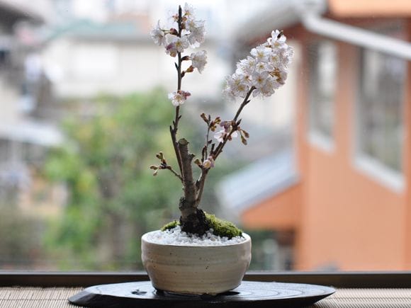 さくらんぼの盆栽を販売｜はじめる専門店 盆栽妙 – 盆栽妙 本店
