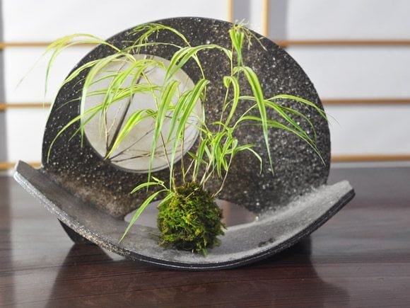 フウチソウの苔玉の盆栽を販売｜入門は盆栽妙 – 盆栽妙 本店