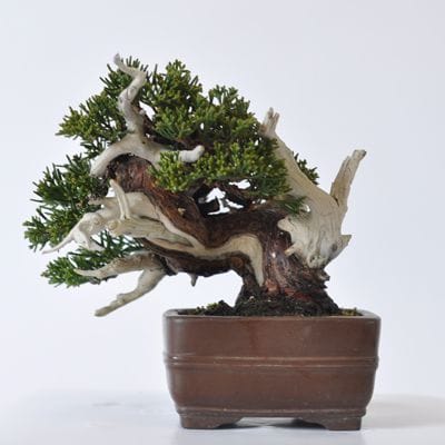 真柏　1点もの　No.400