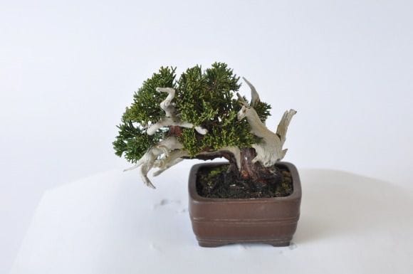 真柏　1点もの　No.400