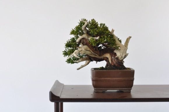 真柏　1点もの　No.400
