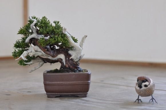 真柏　1点もの　No.400