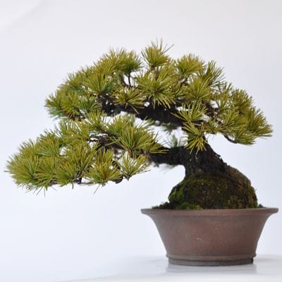 五葉松　1点もの　No.401