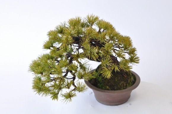 五葉松　1点もの　No.401