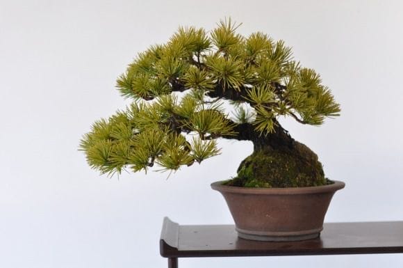 五葉松　1点もの　No.401