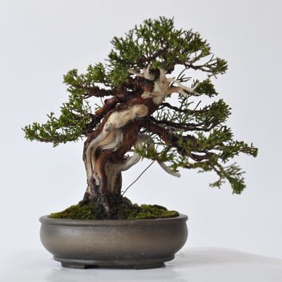 真柏　1点もの　No.402