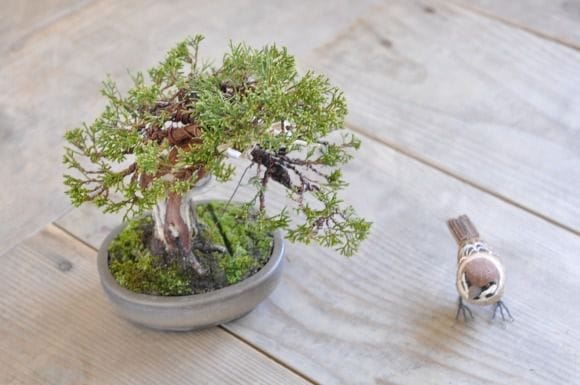 盆栽素材　真柏1　一本　成長中♥ 真柏【真柏 盆栽 ミニ盆栽 鉢植】 : 盆栽妙 ヤフー店 - 通販 - Yahoo