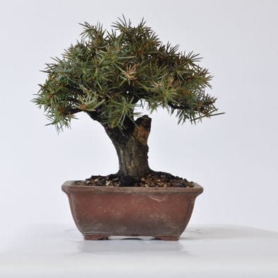 杜松　1点もの　No.403