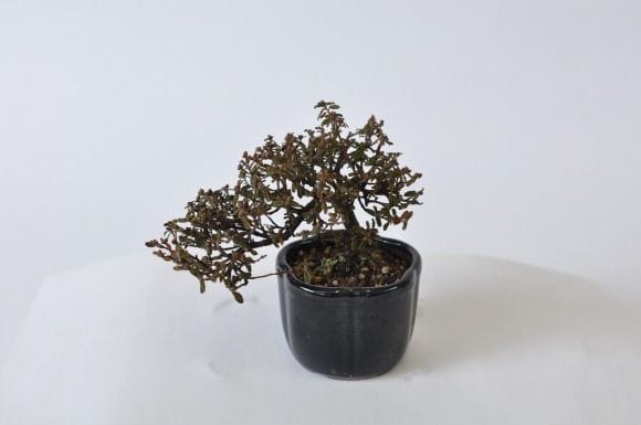 天皇梅の盆栽を販売｜通信講座は盆栽妙 – 盆栽妙 本店