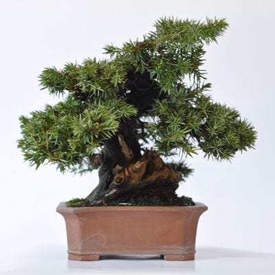 杜松　1点もの　No.405