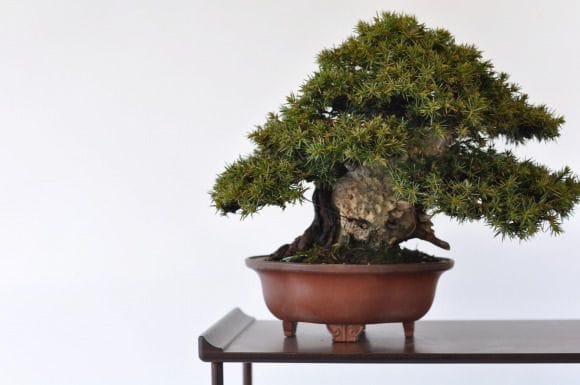 杜松 1点もの No.406の盆栽を販売｜通信講座は盆栽妙 – 盆栽妙 本店