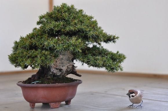 杜松　盆栽 杜松 約70年 | 雨竹亭オンラインショップ