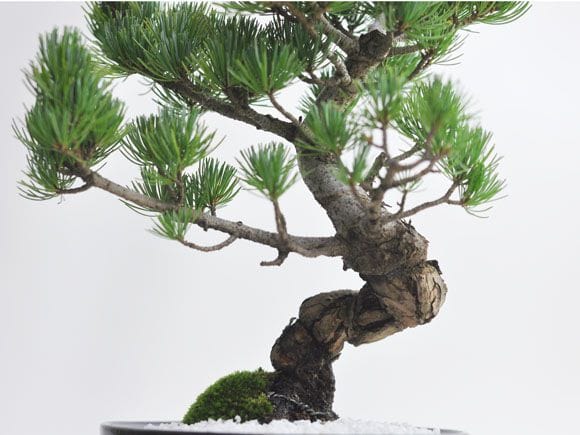 樹齢20年 特選五葉松の盆栽