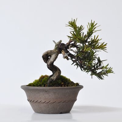 一位　1点もの　No.408