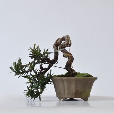 一位　1点もの　No.409