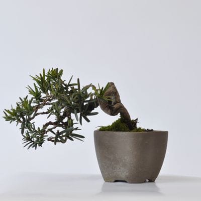 一位　1点もの　No.410