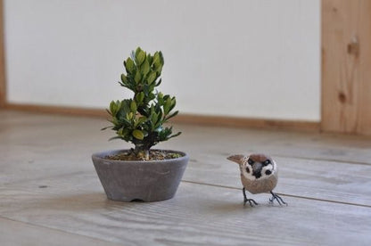 くちなし