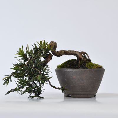 一位　1点もの　No.412