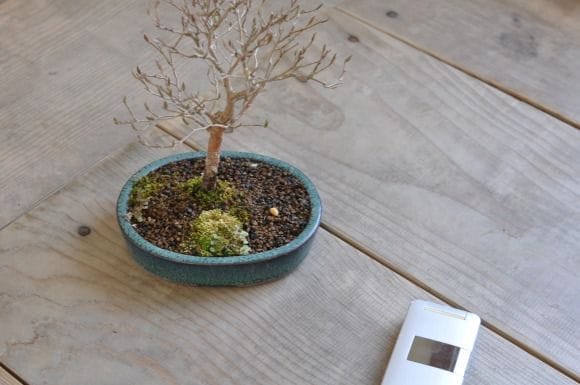 姫シャラ 1点もの No.413の盆栽を販売｜通信講座は盆栽妙 – 盆栽妙 本店