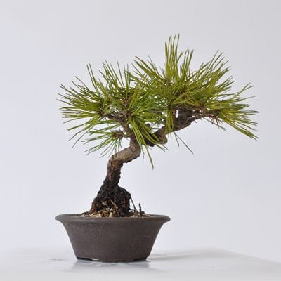 赤松　1点もの　No.415