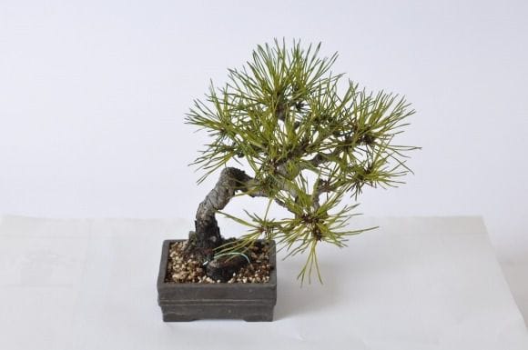 赤松 1点もの No.416の盆栽を販売｜通信講座は盆栽妙 – 盆栽妙 本店