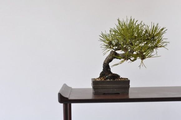 赤松 1点もの No.416の盆栽を販売｜通信講座は盆栽妙 – 盆栽妙 本店