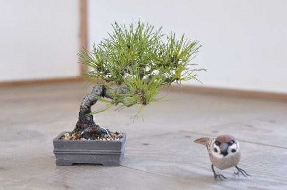 赤松 1点もの No.416の盆栽を販売｜通信講座は盆栽妙 – 盆栽妙 本店