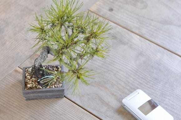 赤松 1点もの No.416の盆栽を販売｜通信講座は盆栽妙 – 盆栽妙 本店