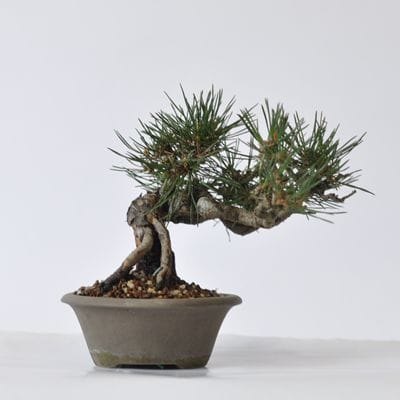 赤松　1点もの　No.417