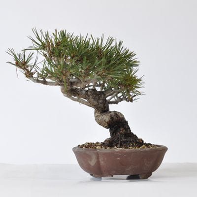 赤松　1点もの　No.418