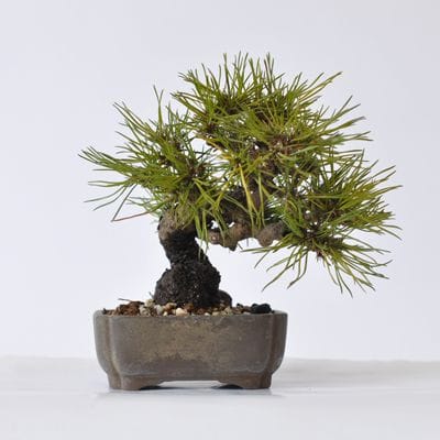 赤松　1点もの　No.420