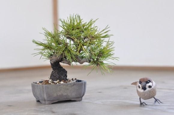 赤松　1点もの　No.420